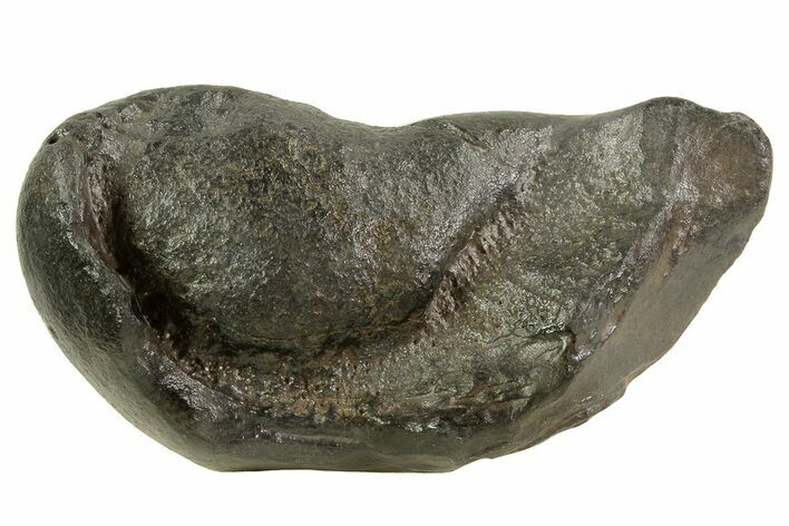 Fossil Whale Ear Bone - Miocene #69676